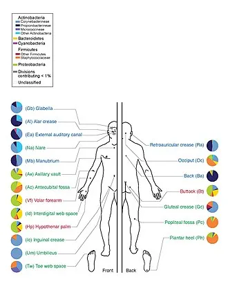 Stuhltransplantation (Wikipedia-Artikel)