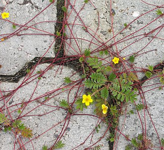 Duden Pflanzen und Tiere