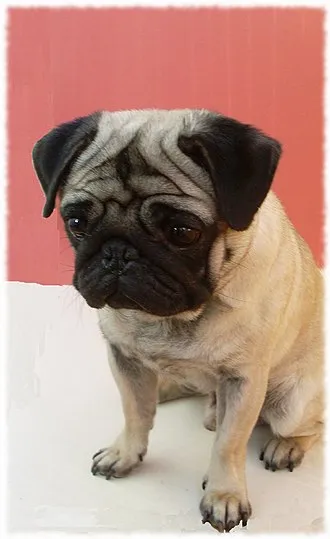 Die Vermisstenanzeige