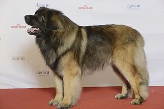 Stadtrat Hund